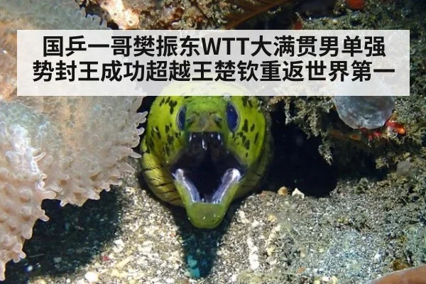 国乒一哥樊振东WTT大满贯男单强势封王成功超越王楚钦重返世界第一